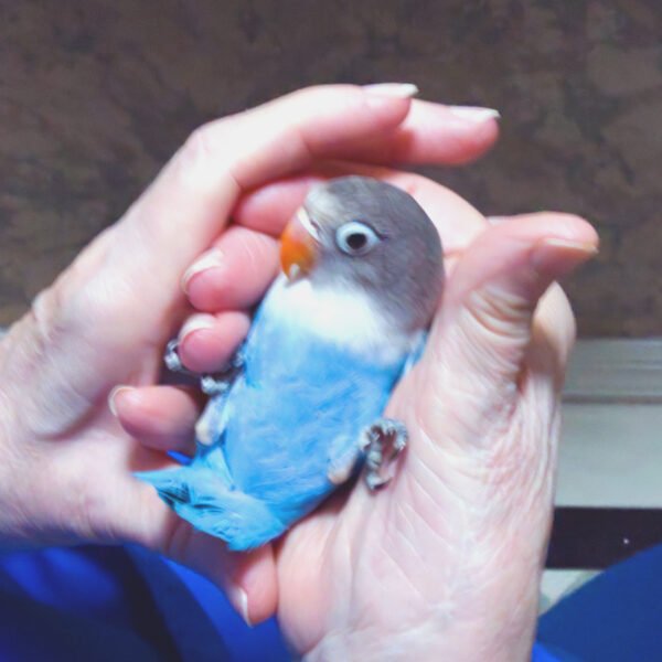 Wholesale - Love Bird (hand fed) Young Blue with Grey Face