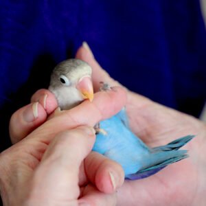 Wholesale - Love Bird - Oscar (hand fed)