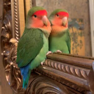 Wholesale - Love Bird Peach Face (hand fed) Various Colors