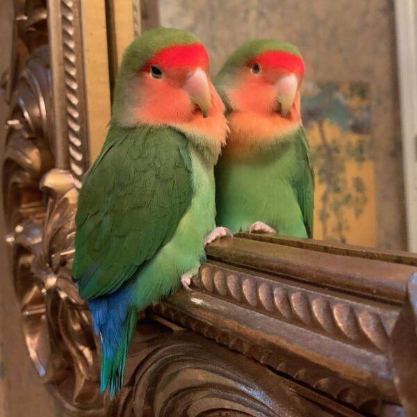 Wholesale - Love Bird Peach Face (hand fed) Various Colors
