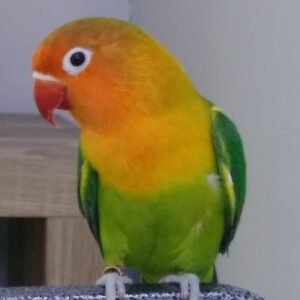 Wholesale - Love Bird Special (hand fed) Green with Red Beak -
