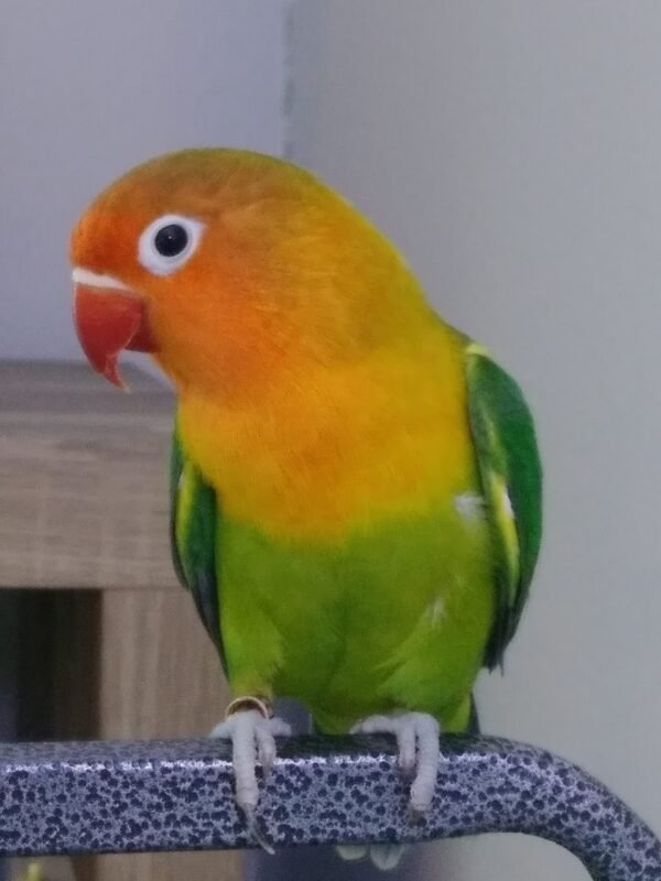 Wholesale - Love Bird Special (hand fed) Green with Red Beak -