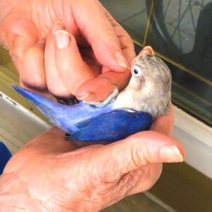 Wholesale - Single Love Bird (hand fed)