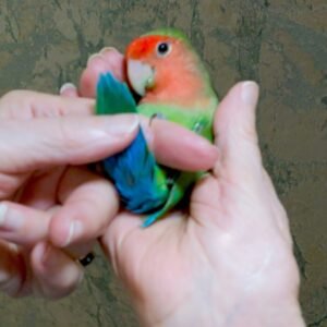 Wholesale - Single Peach Face Love Bird (hand fed)