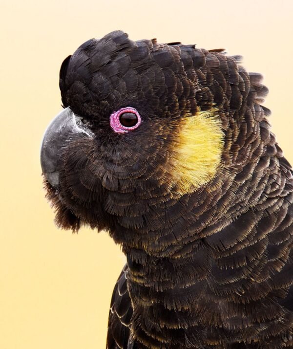 Yellow Tailed Black Cockatoo