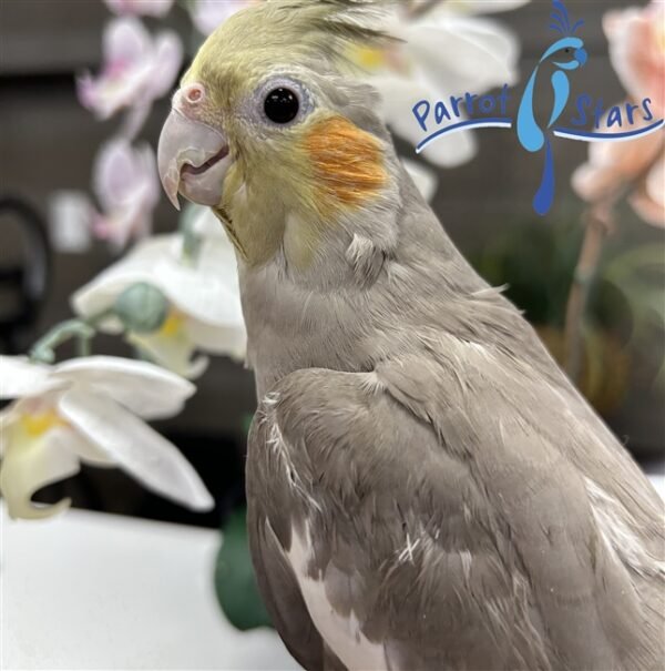 Cockatiel - Cinnamon - Female