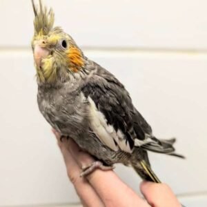cockatiel parrot for sale