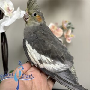 Cockatiel - Grey - Female